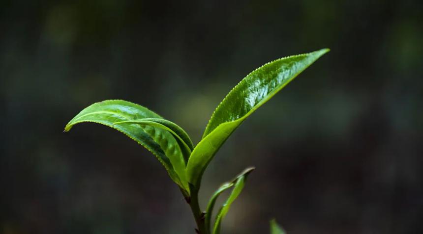 茶叶金融卷土重来：贪婪的人，早已跳进资本挖好的大坑